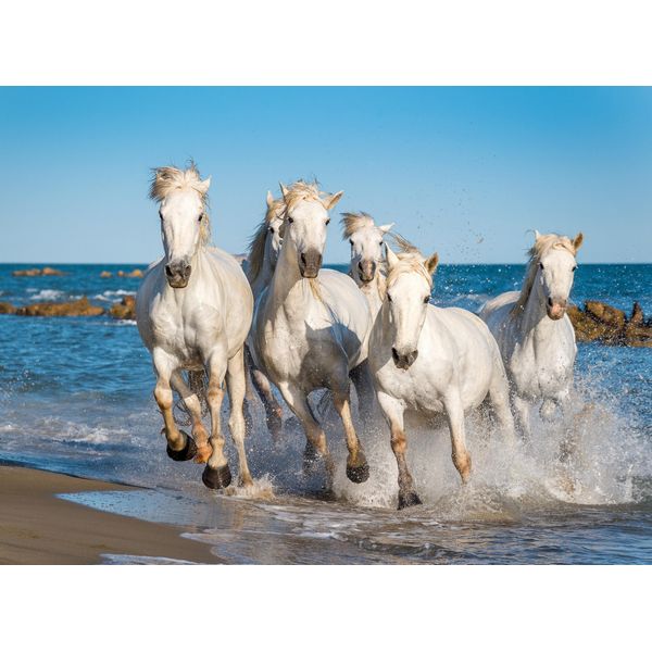Fototapete Papermoon "Camargue Horses", Bunt, B:5M L:2,8M, Vlies, Tapeten-image