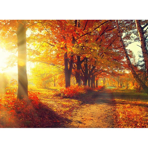 Fototapete Papermoon "Autumn Forest", Bunt, B:5M L:2,8M, Vlies, Tapeten-image