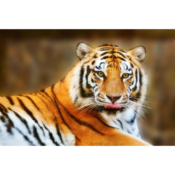 Fototapete Papermoon "Resting Tiger", Bunt, B:5M L:2,8M, Vlies, Tapeten-image