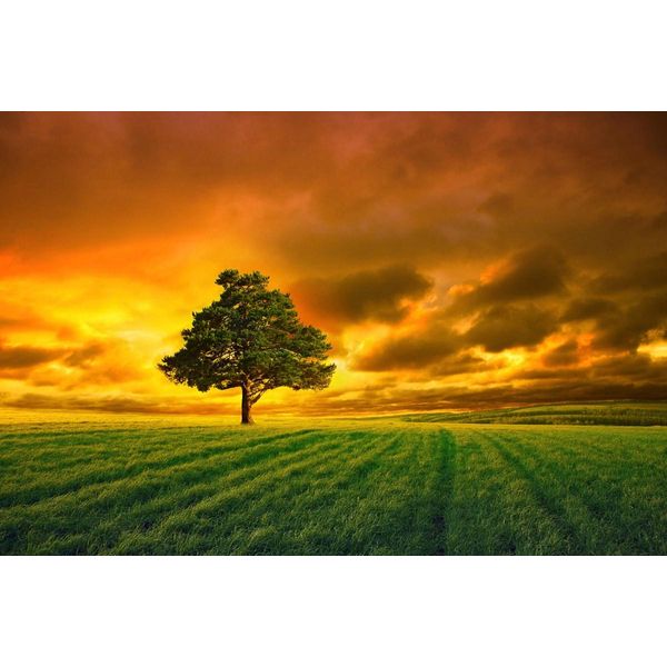 Fototapete Papermoon "Baum In Feld", Bunt, B:4,5M L:2,8M, Vlies, Tapeten-image