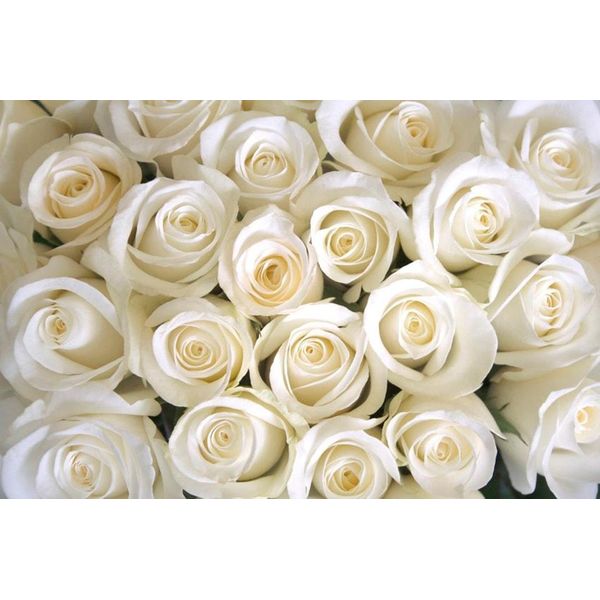 Fototapete Papermoon "White Roses", Bunt, B:5M L:2,8M, Vlies, Tapeten-image