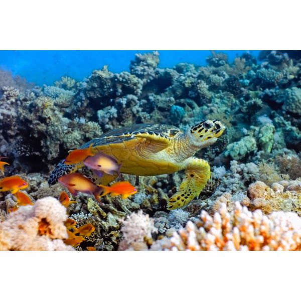 Fototapete Papermoon "Sea Turtle", Bunt, B:5M L:2,8M, Vlies, Tapeten-image