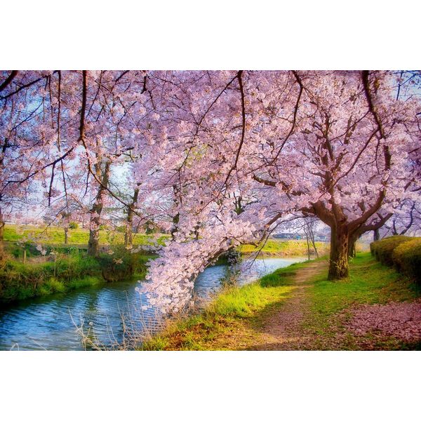 Fototapete Papermoon "Fluss Mit BäUmen", Bunt, B:4,5M L:2,8M, Vlies, Tapeten-image