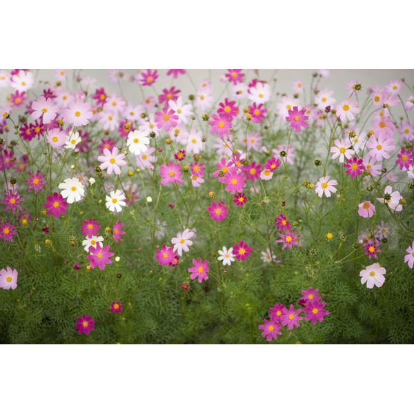 Fototapete papermoon "Cosmos Flowers", Bunt, B:3,5M L:2,6M, Vlies, Tapeten-image