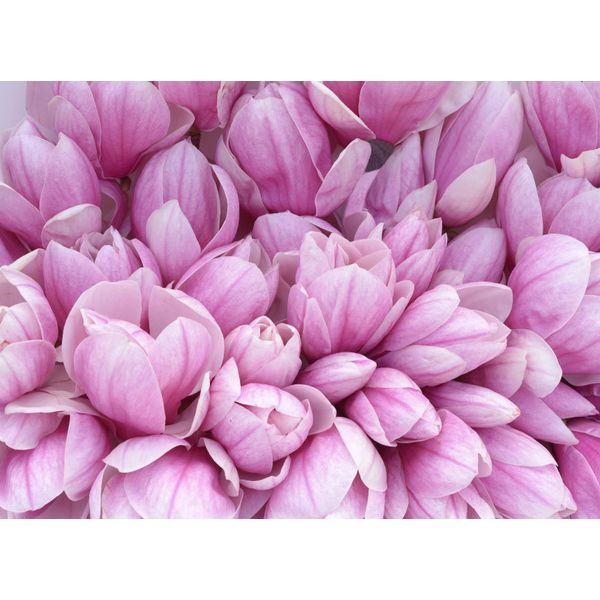 Fototapete Papermoon "Pink Magnolia", Bunt, B:3,5M L:2,6M, Vlies, Tapeten-image