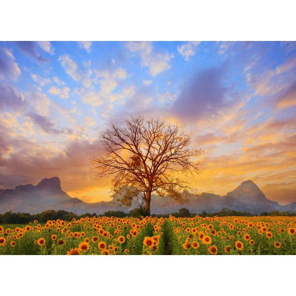 Fototapete Papermoon "Sunflower Field", Bunt, B:3,5M L:2,6M, Vlies, Tapeten-image