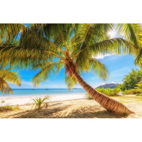 Fototapete Papermoon "Palme Am Strand", Bunt, B:4,5M L:2,8M, Vlies, Tapeten-image