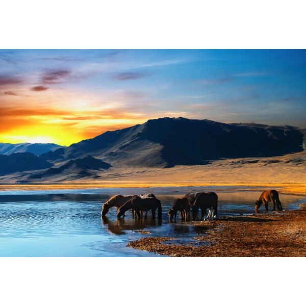 Fototapete Papermoon "Drinking Horses", Bunt, B:5M L:2,8M, Vlies, Tapeten-image