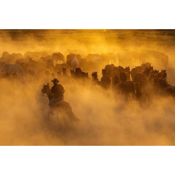 Fototapete Papermoon "Cowboy Mit Herde", Bunt, B:3,5M L:2,6M, Vlies, Tapeten-image