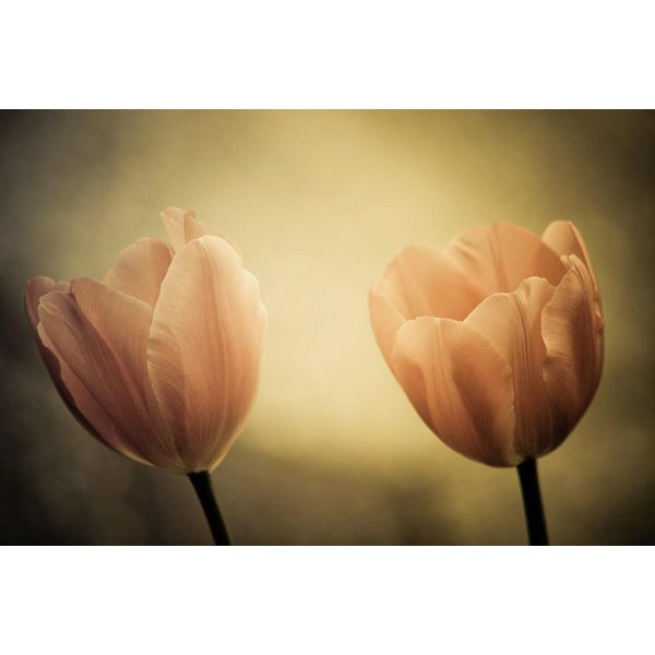 Fototapete Papermoon "Blumen", Bunt, B:5M L:2,8M, Vlies, Tapeten-image