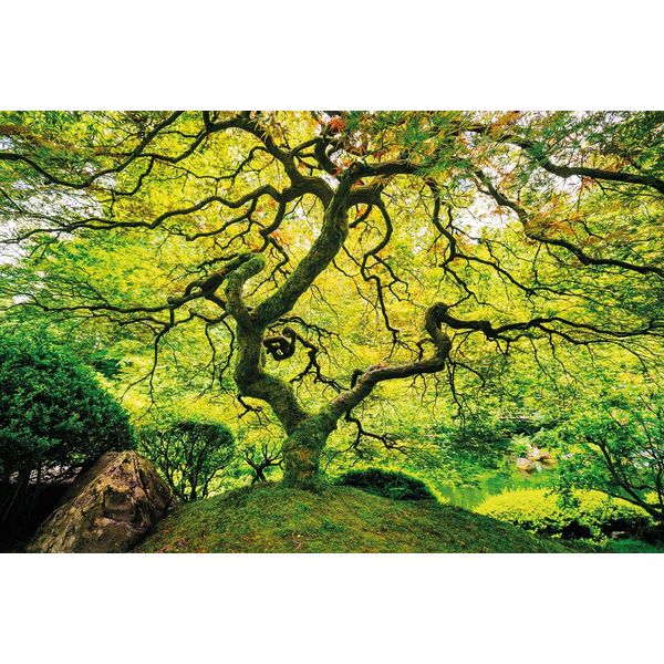 Fototapete Papermoon "Japanese Maple Tree", Bunt, B:4M L:2,6M, Vlies, Tapeten-image