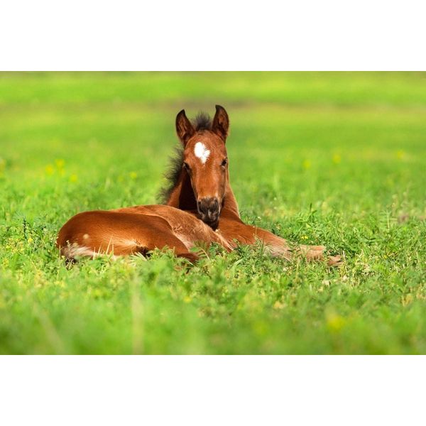 Fototapete Papermoon "Pferd In Wiese", Bunt, B:5M L:2,8M, Vlies, Tapeten-image