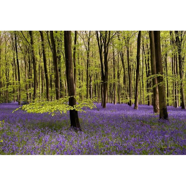 Fototapete Papermoon "Wald Mit Blumenwiese", Bunt, B:4,5M L:2,8M, Vlies, Tapeten-image