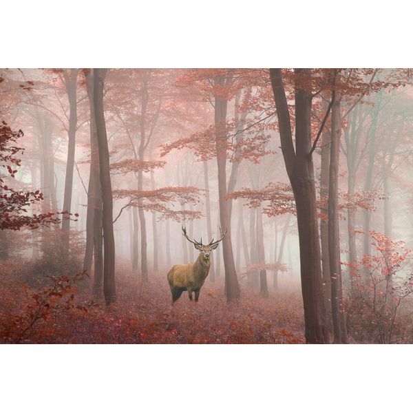 Fototapete Papermoon "Hirsch In Wald", Bunt, B:4,5M L:2,8M, Vlies, Tapeten-image