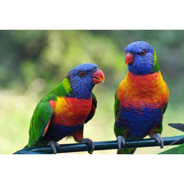 Fototapete Papermoon "Rainbow Lorikeets Birds", Bunt, B:3,5M L:2,6M, Vlies, Tapeten-image