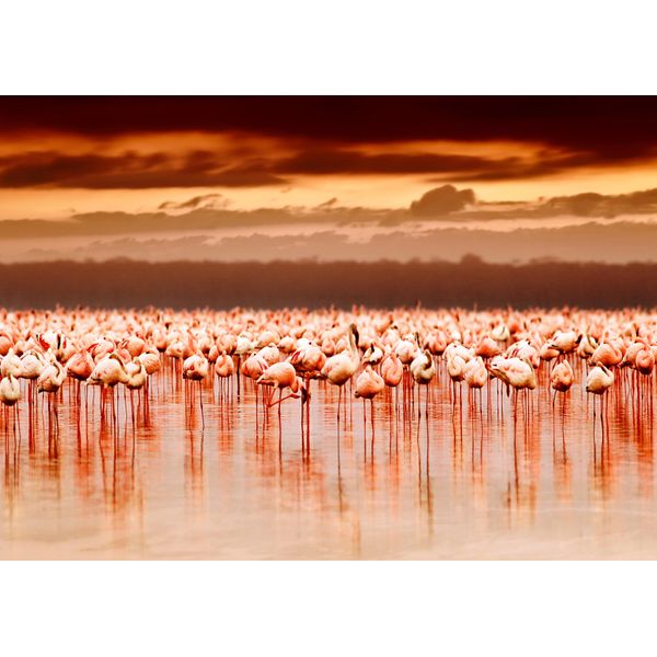 Fototapete Papermoon "African Flamingos", Bunt, B:3,5M L:2,6M, Vlies, Tapeten-image