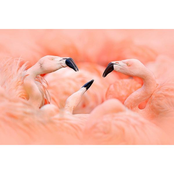 Fototapete Papermoon "Flamingos", Bunt, B:3,5M L:2,6M, Vlies, Tapeten-image