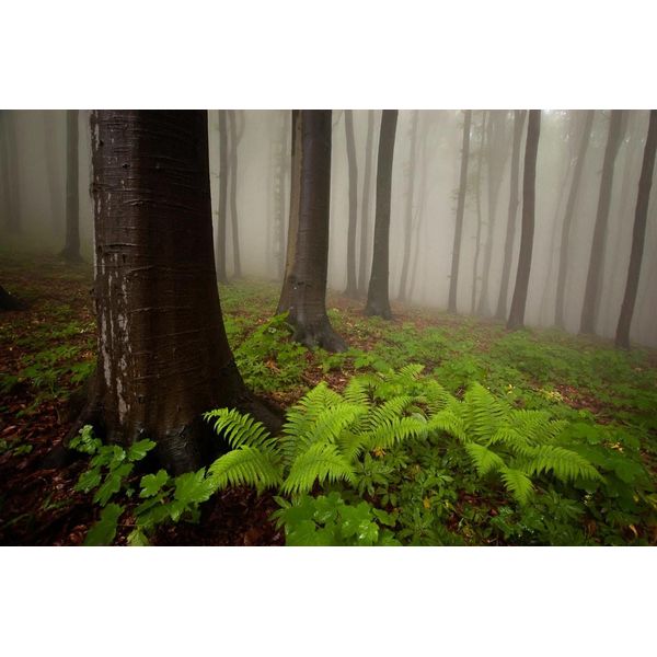 Fototapete Papermoon "Mystischer Wald", Bunt, B:3,5M L:2,6M, Vlies, Tapeten-image