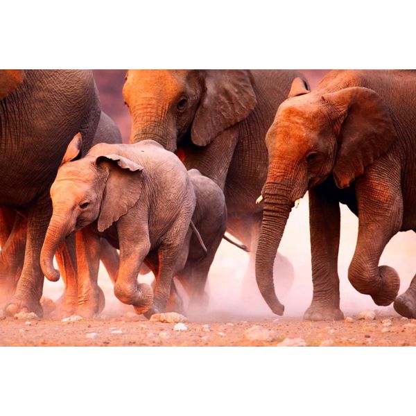 Fototapete Papermoon "Elephant Herd", Bunt, B:3,5M L:2,6M, Vlies, Tapeten-image