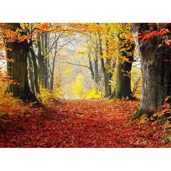 Fototapete Papermoon "Autumn Forest Path", Bunt, B:3,5M L:2,6M, Vlies, Tapeten-image
