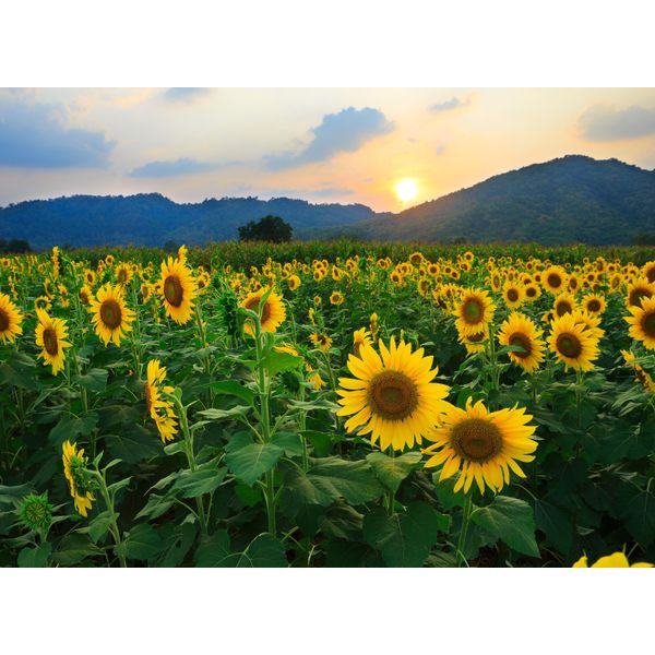Fototapete Papermoon "Sunflower Field", Bunt, B:3,5M L:2,6M, Vlies, Tapeten-image