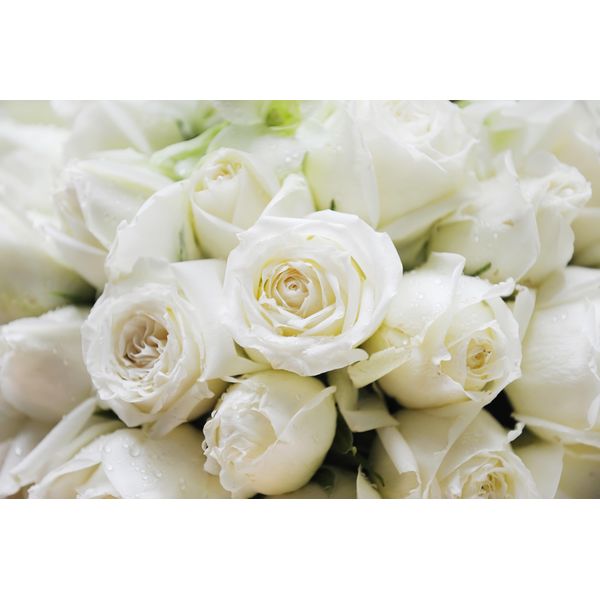 Fototapete Papermoon "White Roses", Bunt, B:3,5M L:2,6M, Vlies, Tapeten-image