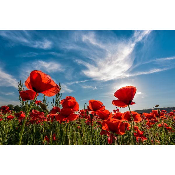 Fototapete Papermoon "Poppy Flowers Field", Bunt, B:5M L:2,8M, Vlies, Tapeten-image