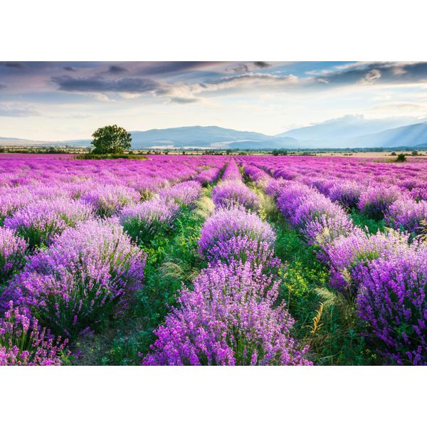 Fototapete Papermoon "Lavende Garden", Bunt, B:5M L:2,8M, Vlies, Tapeten-image