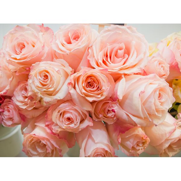 Fototapete Papermoon "Pink Roses", Bunt, B:3,5M L:2,6M, Vlies, Tapeten-image