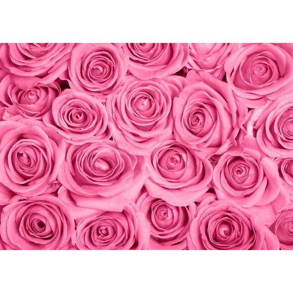 Fototapete Papermoon "Pink Roses", Bunt, B:5M L:2,8M, Vlies, Tapeten-image