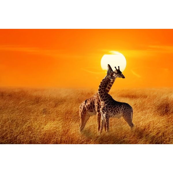 Fototapete Papermoon "Giraffes Against Sunset", Bunt, B:3,5M L:2,6M, Vlies, Tapeten-image