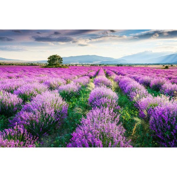Fototapete Papermoon "Lavende Garten", Bunt, B:5M L:2,8M, Vlies, Tapeten-image