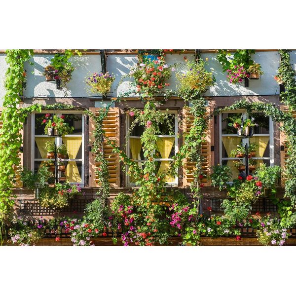 Fototapete Papermoon "Haus Mit Pflanzen", Bunt, B:3,5M L:2,6M, Vlies, Tapeten-image