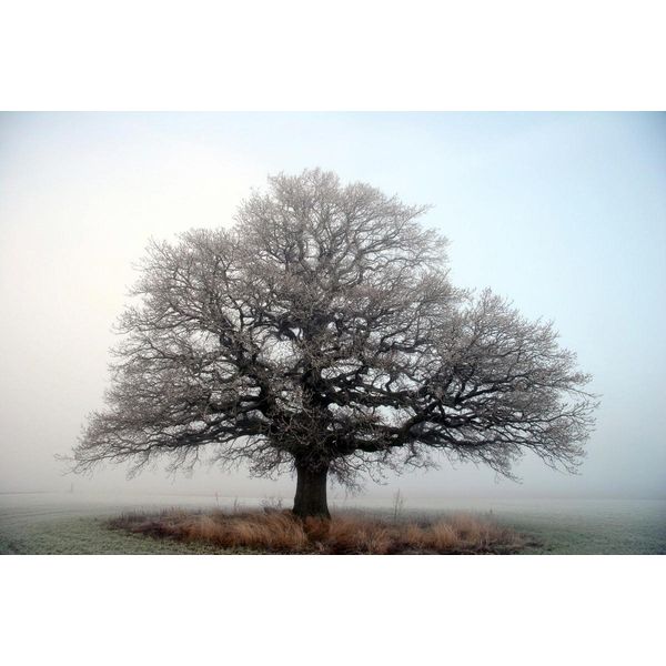 Fototapete Papermoon "Baum Auf Insel", Bunt, B:5M L:2,8M, Vlies, Tapeten-image