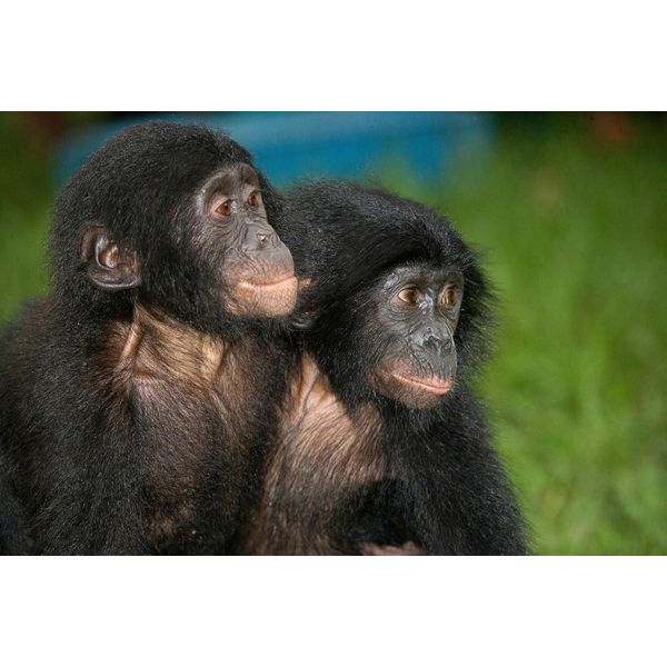 Fototapete Papermoon "Baby Bonobos", Bunt, B:5M L:2,8M, Vlies, Tapeten-image