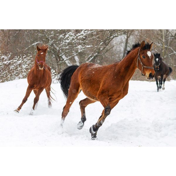 Fototapete Papermoon "Pferde Im Schnee", Bunt, B:4,5M L:2,8M, Vlies, Tapeten-image