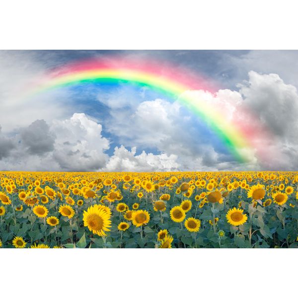 Fototapete Papermoon "Rainbow Sunflowers", Bunt, B:4M L:2,6M, Vlies, Tapeten-image