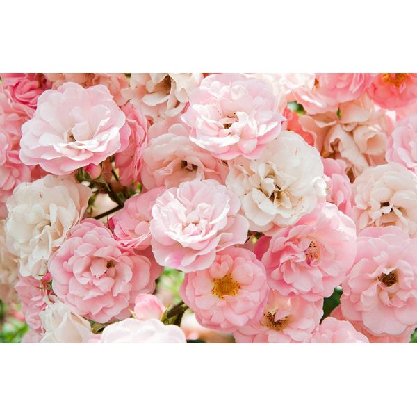 Fototapete Papermoon "Rosen", Bunt, B:3,5M L:2,6M, Vlies, Tapeten-image