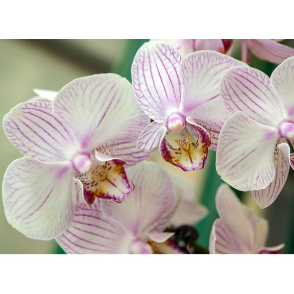 Fototapete Papermoon "White Orchid", Bunt, B:5M L:2,8M, Vlies, Tapeten-image