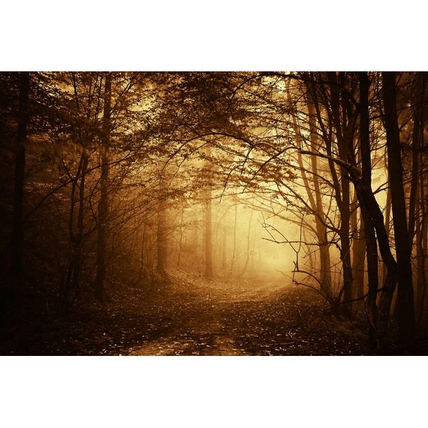 Fototapete Papermoon "Dunkler Wald", Bunt, B:3,5M L:2,6M, Vlies, Tapeten-image