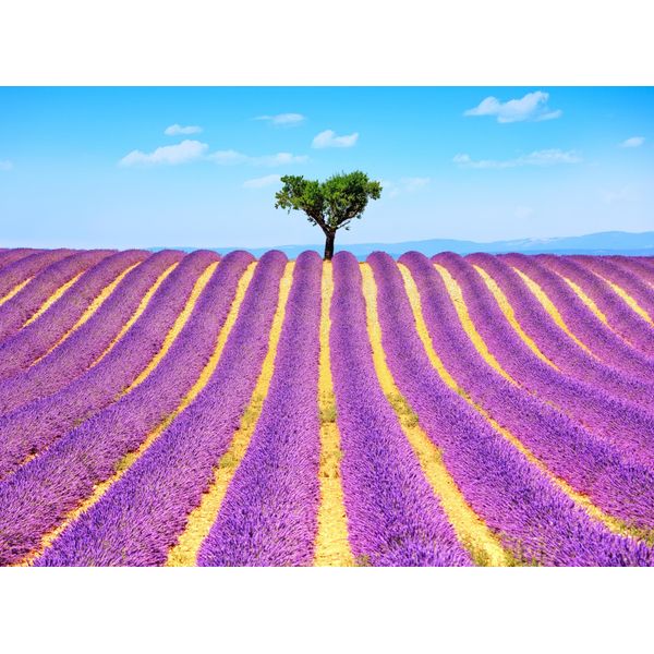 Fototapete Papermoon "Lavender In Provence", Bunt, B:5M L:2,8M, Vlies, Tapeten-image