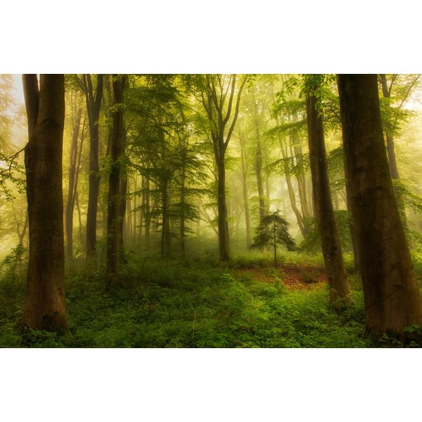 Fototapete Papermoon "Photo-Art Leif Londal, Der Kleine Baum", Bunt, B:4M L:2,6M, Vlies, Tapeten-image