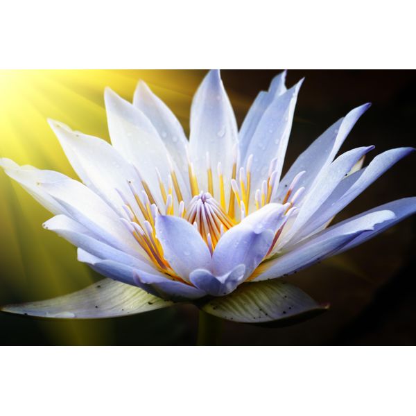Fototapete Papermoon "Lotus Flower", Bunt, B:5M L:2,8M, Vlies, Tapeten-image