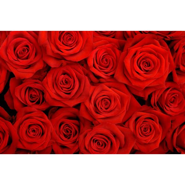 Fototapete Papermoon "Red Roses", Bunt, B:3,5M L:2,6M, Vlies, Tapeten-image