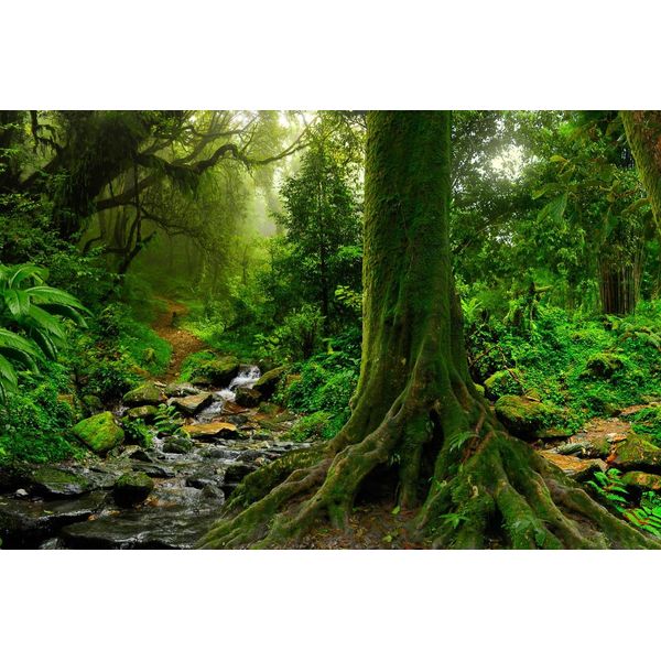 Fototapete Papermoon "Tropischer Jubgle Stream", Bunt, B:3,5M L:2,6M, Vlies, Tapeten-image