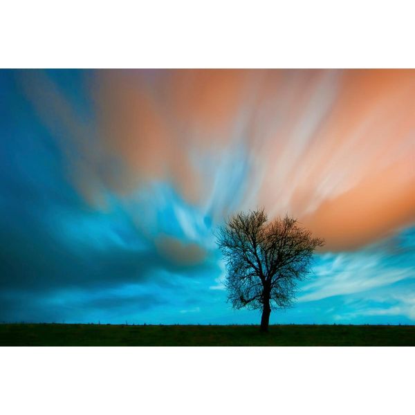 Fototapete Papermoon "Baum Auf Wiese", Bunt, B:5M L:2,8M, Vlies, Tapeten-image