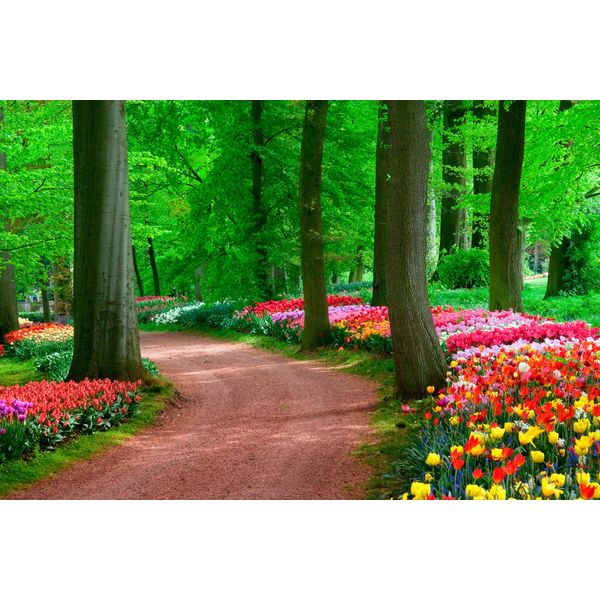 Fototapete Papermoon "Tulips Spring Landscape", Bunt, B:5M L:2,8M, Vlies, Tapeten-image
