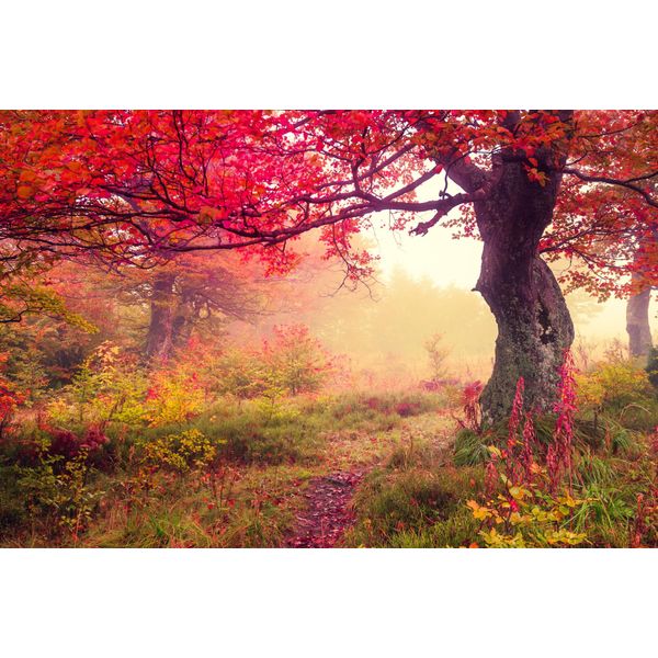 Fototapete Papermoon "Autumn Trees", Bunt, B:5M L:2,8M, Vlies, Tapeten-image