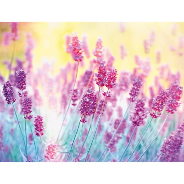 Fototapete Papermoon "Lavender Flower", Bunt, B:5M L:2,8M, Vlies, Tapeten-image