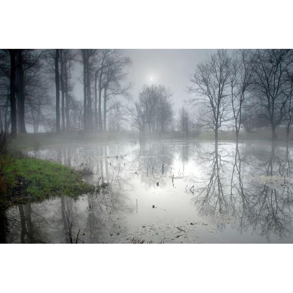 Fototapete Papermoon "Geheimnisvoller Wald", Bunt, B:3,5M L:2,6M, Vlies, Tapeten-image